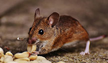 24 Hour & Emergency Exterminators in Benwood, MS